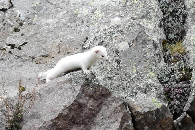 Beyaz Gelincik, Tunceli'nin ardından Gümüşhane’de de görüntülendi