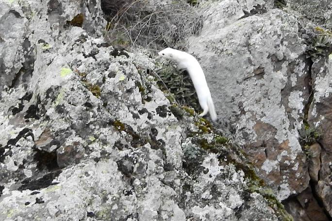 Beyaz Gelincik, Tunceli'nin ardından Gümüşhane’de de görüntülendi