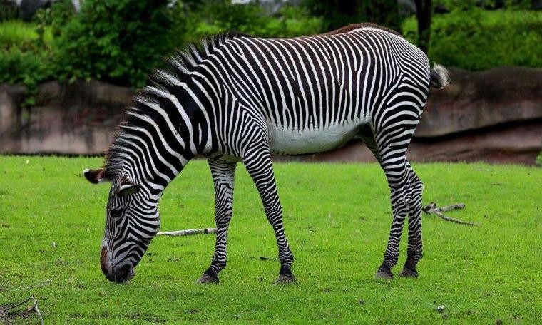 150 yıllık sır: Zebraların çizgilerinin ne işe yaradığı sorusuna yanıt bulundu