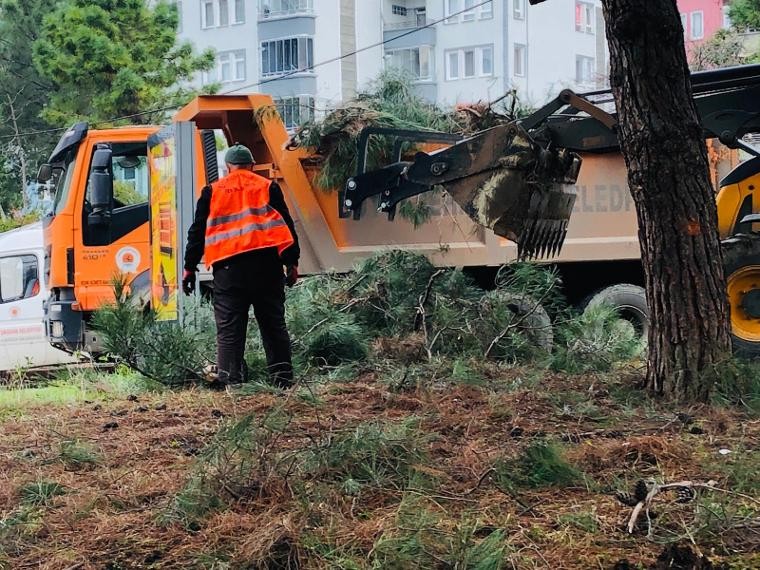 ‘Çam ağaçlarına kıymayın’