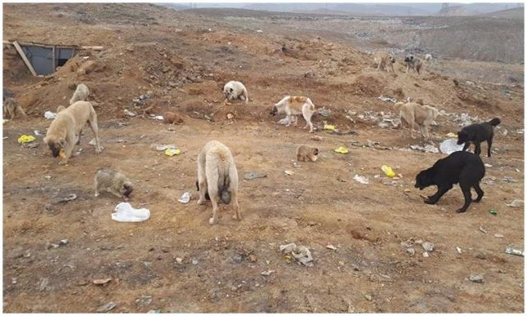 Sokak köpeklerini eski çöplük alanında ölüme terk ettiler