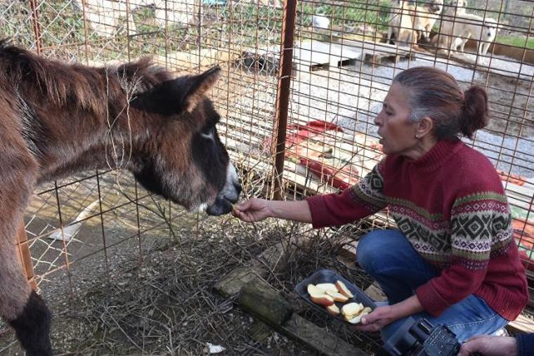 Kuyruğu satırla kesilen eşeğe tecavüz iddiası