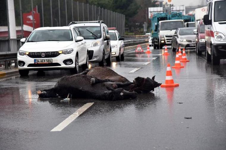 Antalya'da yürek burkan görüntü