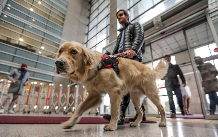 Rehber köpek duruşma salonunda