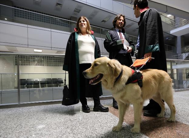 Rehber köpek duruşma salonunda