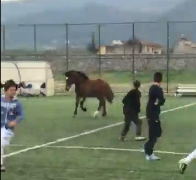 Futbol maçında sahaya at girdi