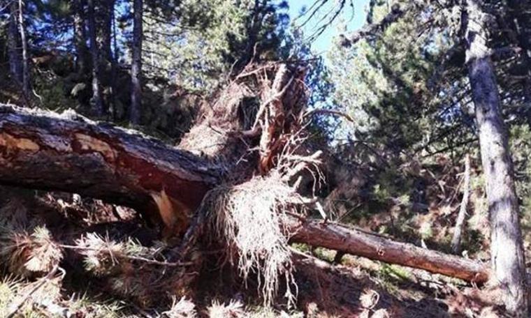 Isparta için katliam fermanı: 30 bin ağaca kıyacaklar