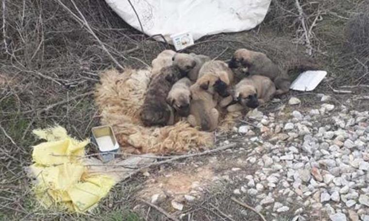 Ölüme terk edilmiş halde bulundular