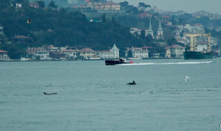 İstanbul Boğazı'nda yunus şöleni (27.03.2019)