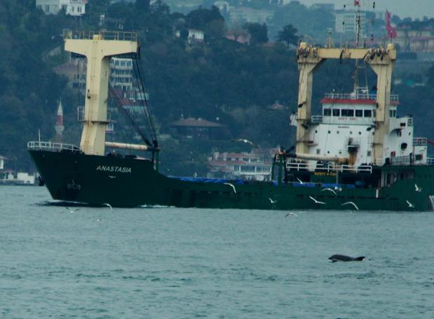 İstanbul Boğazı'nda yunus şöleni (27.03.2019)