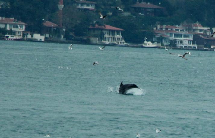 İstanbul Boğazı'nda yunus şöleni (27.03.2019)