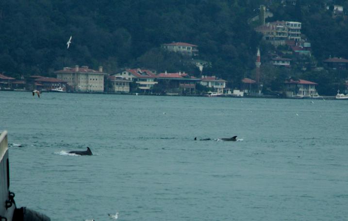 İstanbul Boğazı'nda yunus şöleni (27.03.2019)