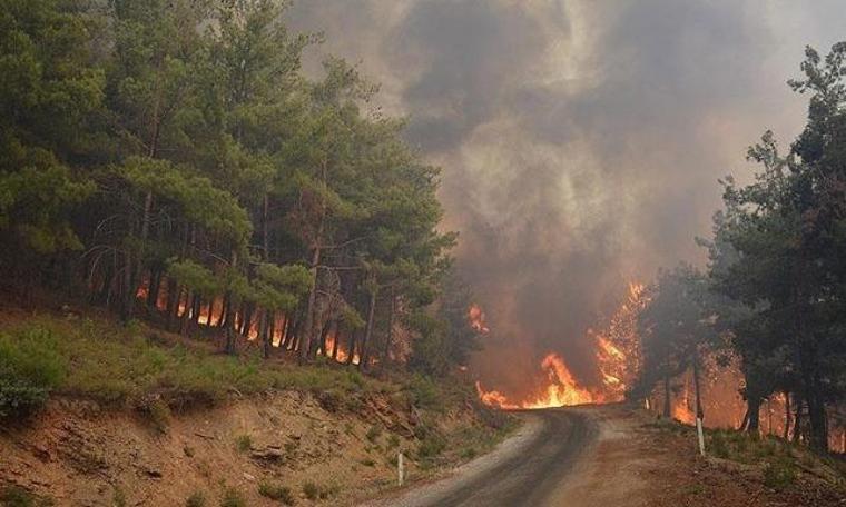 Düzce'de orman yangını (31.03.2019)