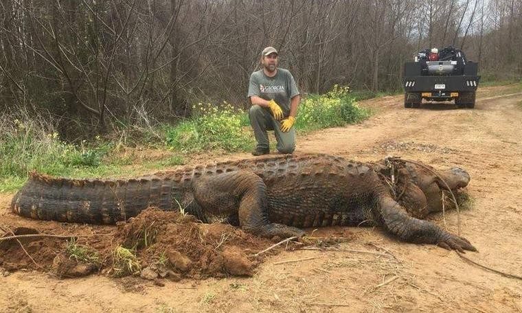 ABD'de 320 kilo ağırlığında dev bir timsah bulundu