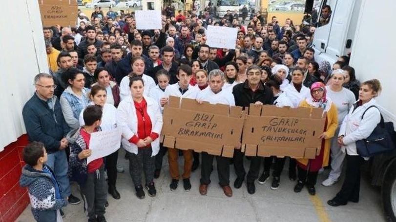 Civcivleri ölüm riskiyle karşı karşıya kalmıştı: Konkordato talebi reddedildi