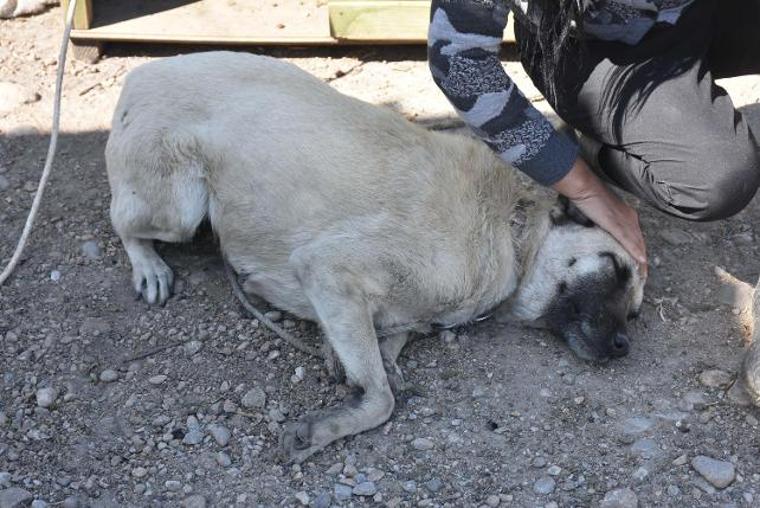 Avukatın sopayla dövdüğü 'Adalet' kör oldu