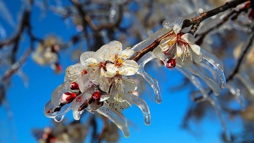 Meteoroloji'den zirai don uyarısı geldi