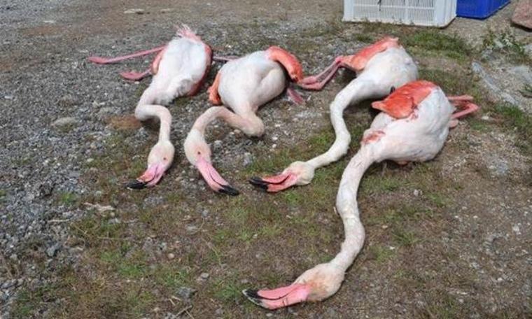 Tek kelimeyle vahşet! Aksaray'da 4 flamingo öldürüldü