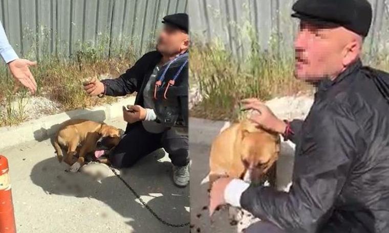 Denizli'de köpeğe korkunç işkence