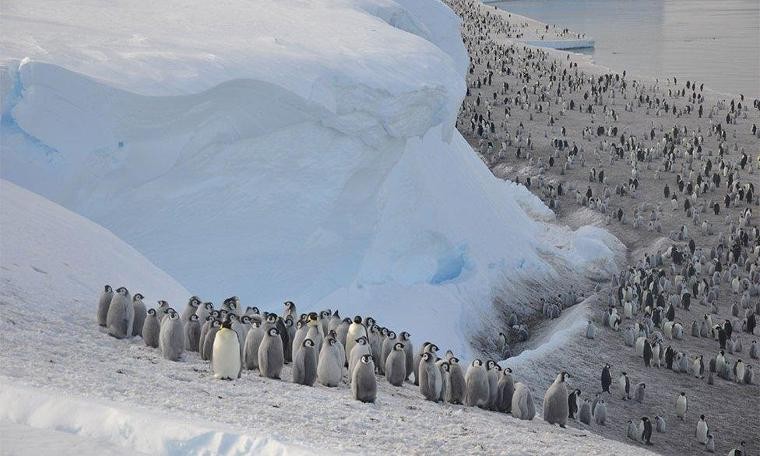 Antarktika'da buz tabakası parçalandı, binlerce yavru penguen boğuldu