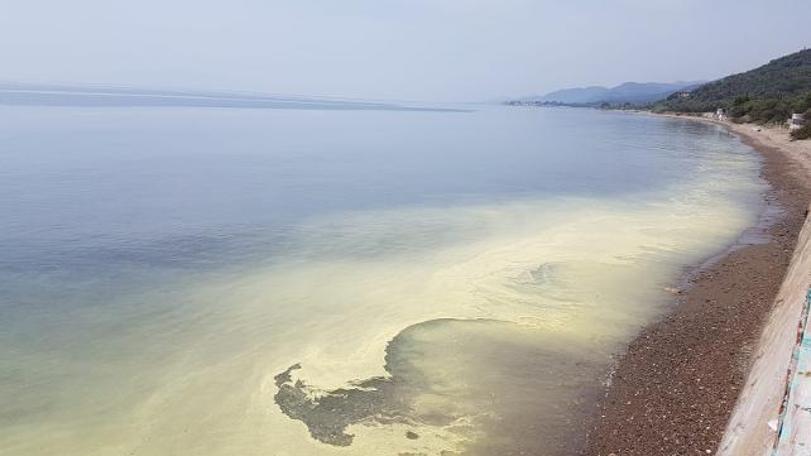 Assos sahilinde tedirgin eden görüntü