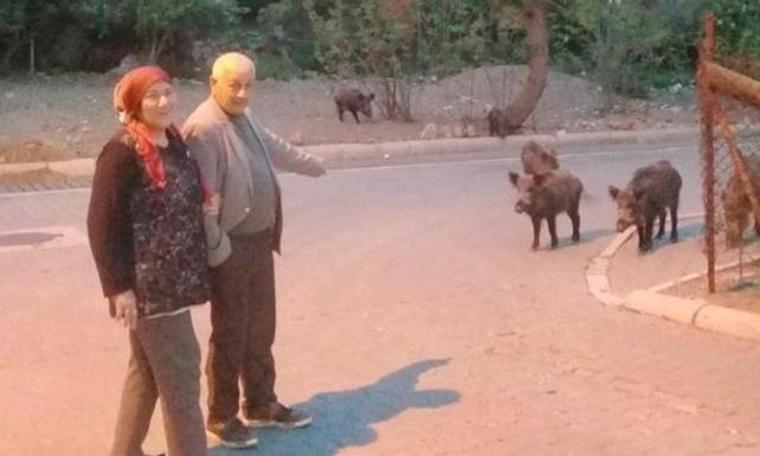 Yaban domuzları mahalleye indi