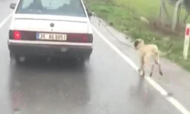 Otomobillerine bağladıkları köpeklerini sürüklemişlerdi... Sürücülere ceza yağdı