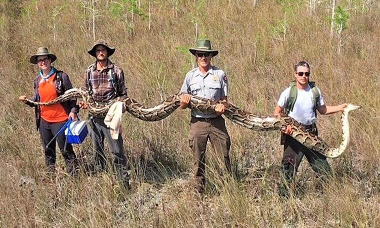 ABD'de dev hamile piton yılanı, erkek yılanlara takılan izleme cihazlarıyla bulundu