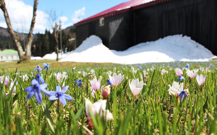 Mor Yayla'nın Mavi Yıldız çiçekleri kendini göstermeye başladı