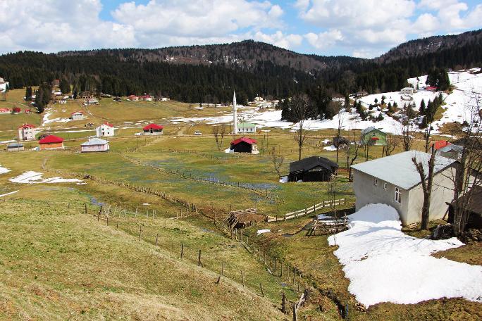 Mor Yayla'nın Mavi Yıldız çiçekleri kendini göstermeye başladı