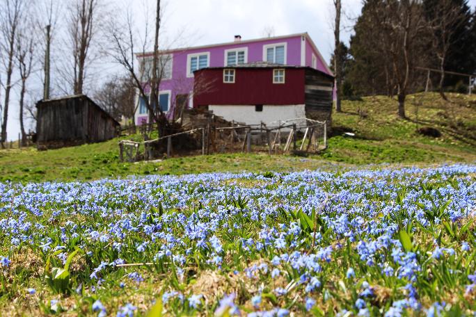 Mor Yayla'nın Mavi Yıldız çiçekleri kendini göstermeye başladı