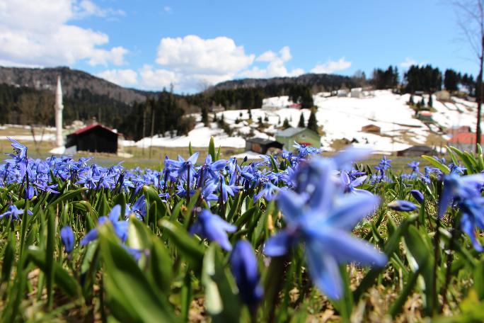 Mor Yayla'nın Mavi Yıldız çiçekleri kendini göstermeye başladı