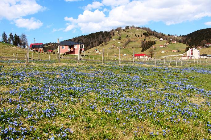 Mor Yayla'nın Mavi Yıldız çiçekleri kendini göstermeye başladı