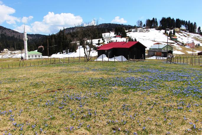 Mor Yayla'nın Mavi Yıldız çiçekleri kendini göstermeye başladı