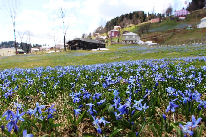 Mor Yayla'nın Mavi Yıldız çiçekleri kendini göstermeye başladı