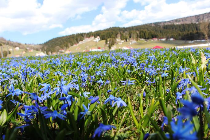 Mor Yayla'nın Mavi Yıldız çiçekleri kendini göstermeye başladı