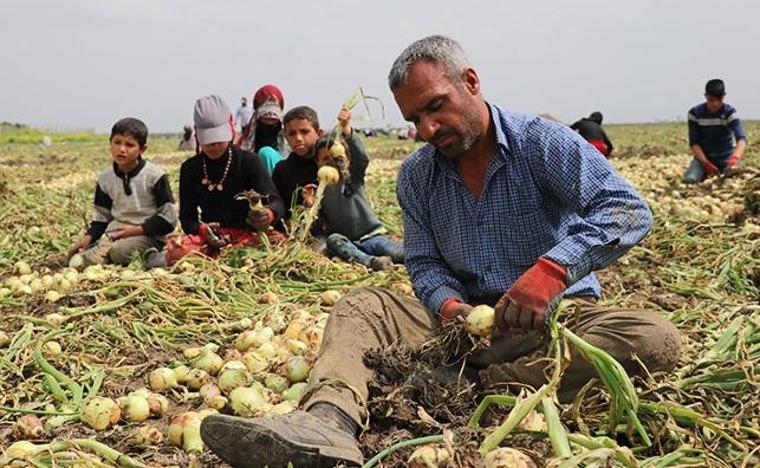 Cep yakan soğandan bu kez iyi haber