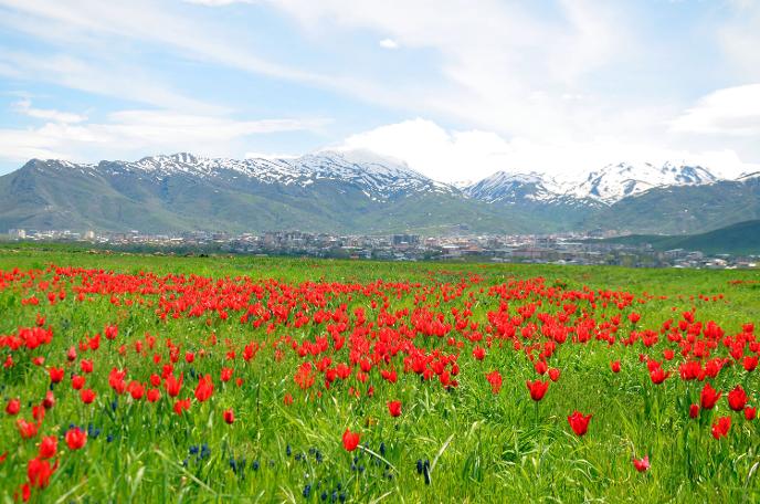 Muş lalesi ovayı kırmızıya bürüdü