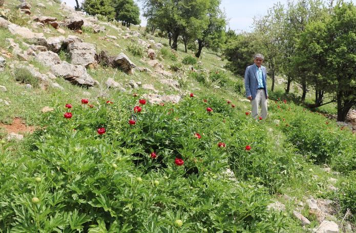 ‘Ayı Gülü’nü koparana 60 bin 163 lira ceza