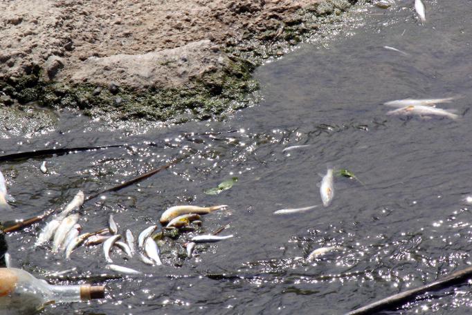 Kırklareli'nde çevre felaketi: Derede balık ölümleri