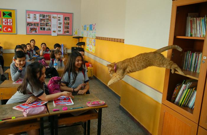 Tombi'ye hüzünlü veda