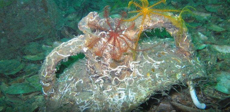 Dünyada sayılı bölgede bulunuyor, Marmara’da da çıktı (25.05.2019)