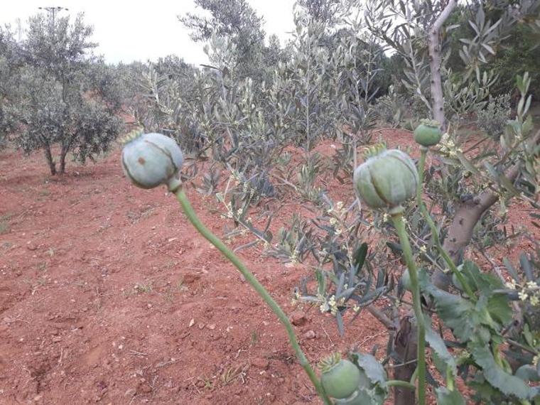 Yasa dışı ekilmiş: İmha edildi