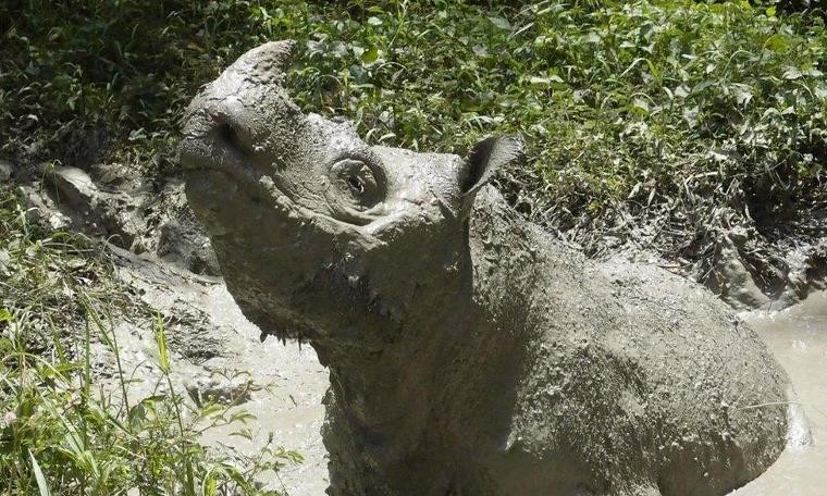 Malezya'nın son erkek Sumatra gergedanı öldü