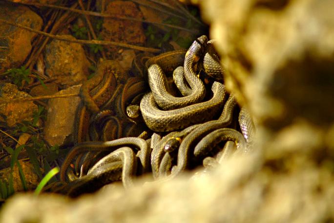 Yer Hakkari: Görenler şaşkına döndü