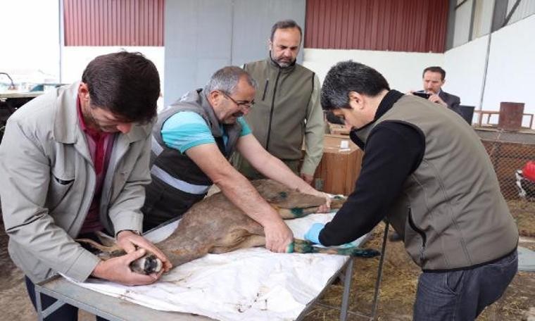 HES kanalından kurtarılan karacalar, tedavileri sonrası doğaya bırakıldı