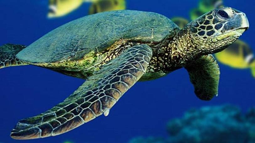 Caretta caretta yuvalarının yok edildiği iddiası