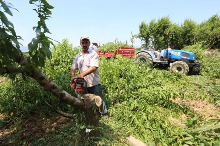 Çiftçinin beli büküldü! Maliyet yüzünden meyve ağaçlarını yakıyorlar