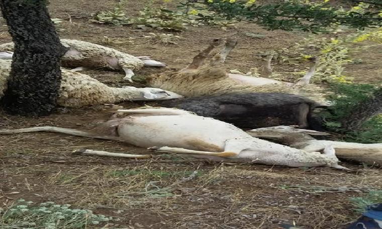 Denizli'de yıldırım düştü; 15 koyun telef oldu