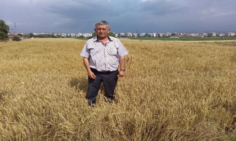 Yenişehir'de, buğday hasadına yağmur engeli